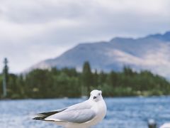 -Patagonia Chocolates(皇后镇店)