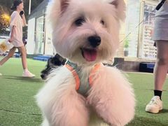 -萌宠之家·腊肠犬·马尔泰·小体犬舍