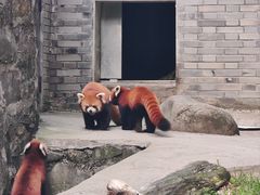 -都江堰中华大熊猫苑
