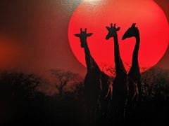 -罗红摄影艺术馆