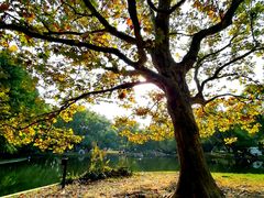 -上海共青森林公园