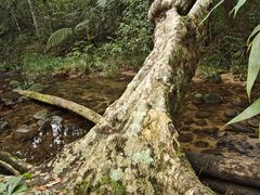 -海南热带雨林国家公园吊罗山景区