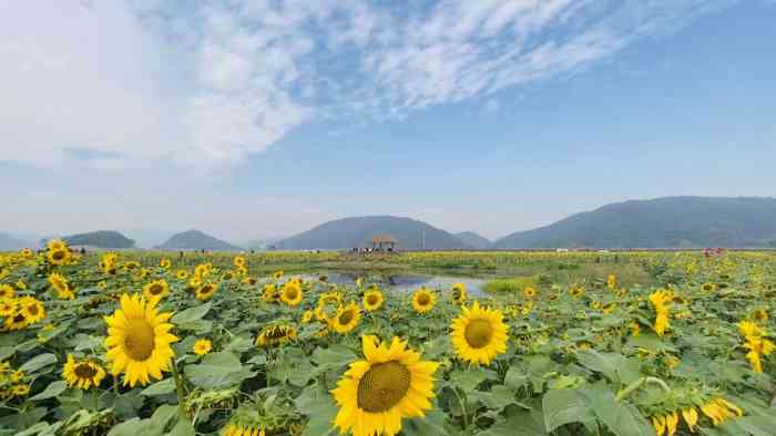 新沙岛景区-"杭州过去的路途比较远,坐车到富阳再坐船过.