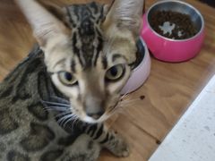 -猫爪屋猫咖(乐汇城店)
