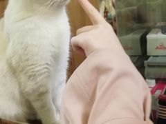 -猫色咖啡·猫咖