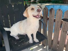 -汪说喵讲宠物乐园宠物酒店(红星美凯龙店)