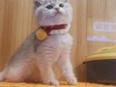 -欣宠猫屋·矮脚拿破仑·蓝金金渐层