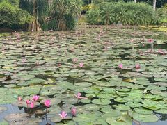 -中国科学院西双版纳热带植物园
