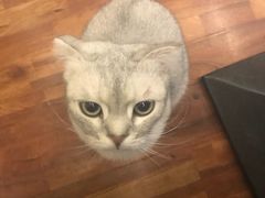 -猫小院猫主题咖啡厅(北锣店)