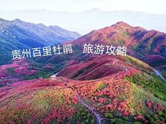 -贵州百里杜鹃风景名胜区