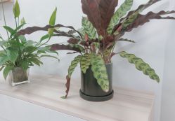 -杨丹国际美学肌研所