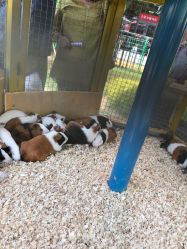 -萌宠亲子动物乐园(槐房万达店)