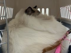 -爱诺耐芙动物医院(万博店)