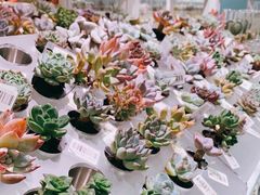 -KKV(深圳宏发大仟里店)