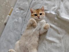 -lincat·猫舍(广州店)