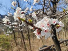 -阳台山自然风景区