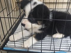 -宠颐生宠物医院·异宠猫科内科·诊疗中心宠巢店