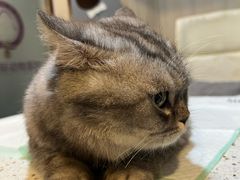 -宠爱国际动物医院·消化内科·心肾内科·ISFM猫友好(望京店)