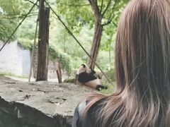 -都江堰中华大熊猫苑