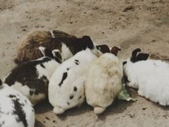 -前小桔亲子创意农场·草莓采摘·露营烧烤