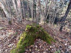 -五营红松林海景区