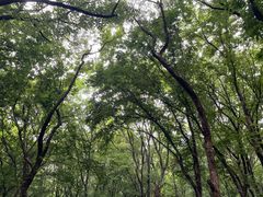 -惠山国家森林公园