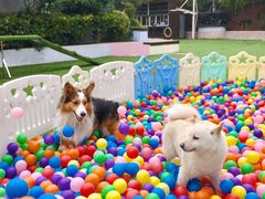 -汪说喵讲宠物乐园宠物酒店(红星美凯龙店)