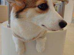 -怪兽屋·羊驼·猫咖·狗咖(俊华广场店)