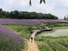 -大塘金香草谷