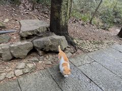 -韬光茶庵