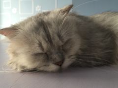 -喵的天空名猫咖啡馆·撸猫·猫舍·用品