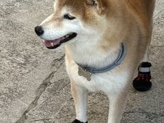 -赤柱市集