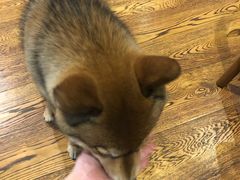 -柴务处·柴犬主题狗咖