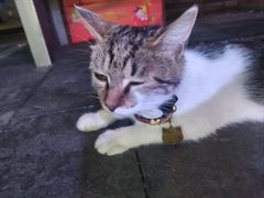 -老黄记手撕烤兔(玉林街店)