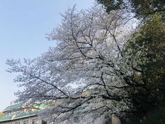 -武汉大学-樱园