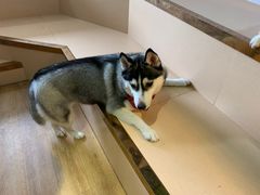 -Husky Go! 哈士奇体验馆·宠物咖啡厅狗咖