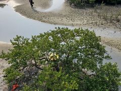 -北海金海湾红树林生态旅游区