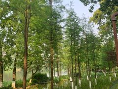 -重庆彩云湖湿地公园