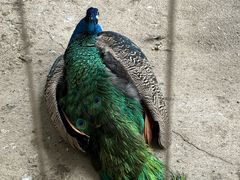 -瑞丽独树成林风景区