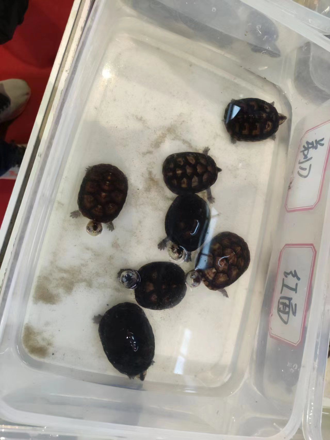 每天一龟,白唇蛋龟,颜色好,互相性强,长