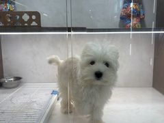 -翊宠yipet猫狗购宠庄园犬舍•猫舍