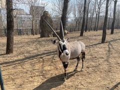 -大连森林动物园