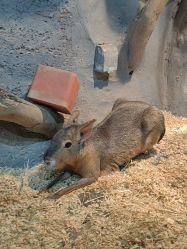 -Zoolung Zoolung动物主题公园(海信广场店)