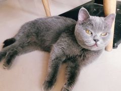 -平行世界·猫咖(首经贸店)