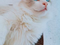 -飞行喵MR PILOT|猫舍·猫咖(静安大融城店)