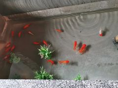 -小龙坎老火锅(北京三里屯店)