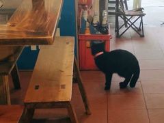 -苟味道老火锅(黄桷坪店)