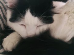 -四月宠物医院·猫专科·心脏专科·内科(转塘店)