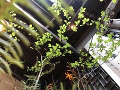 -普洱茶府(博乐广场店)