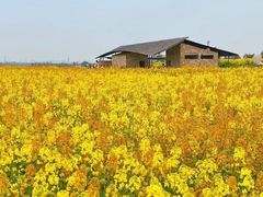 -三圣花乡旅游区